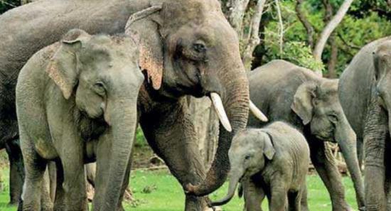 Food& Water Access For Elephants in National Parks